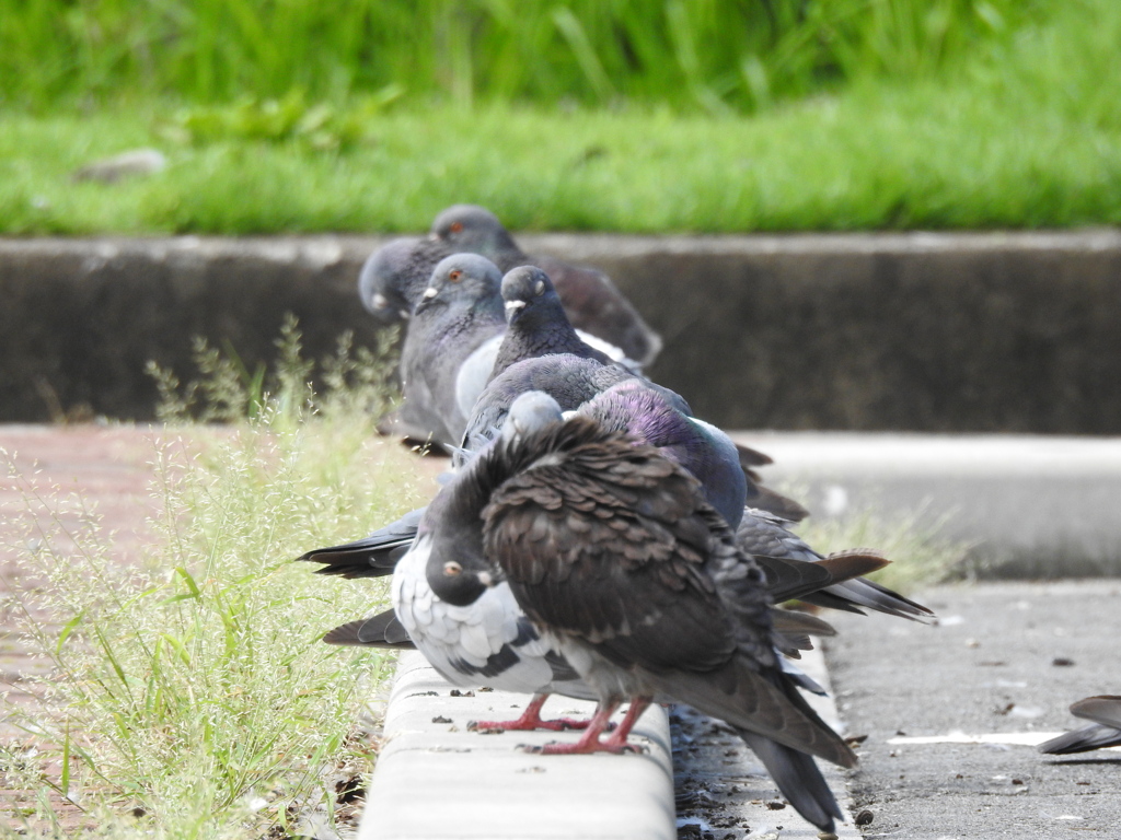 今日の鳩さん