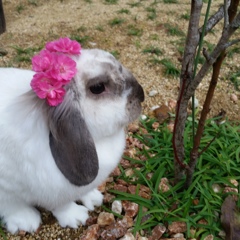 コロンとミニ薔薇