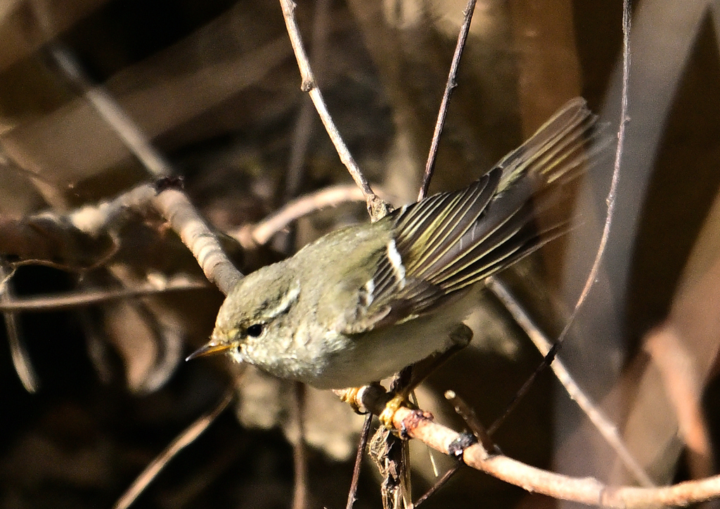 キマユムシクイ