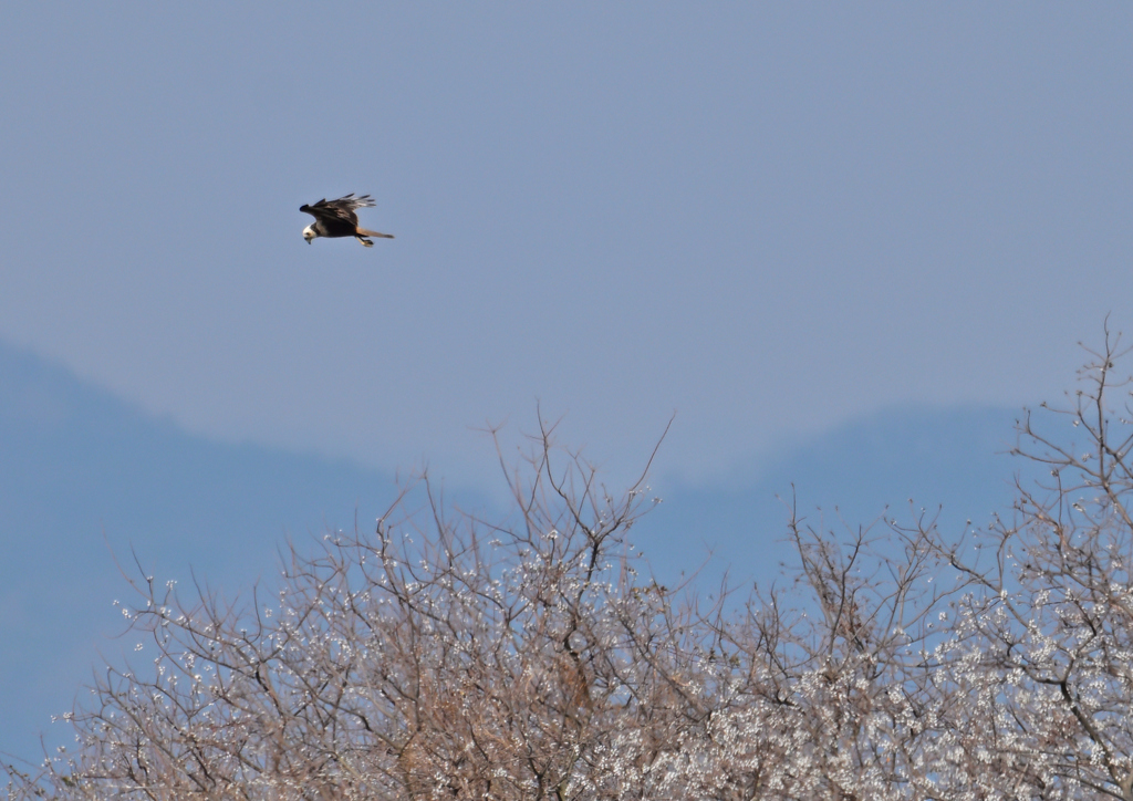 頭の白いチュウヒ