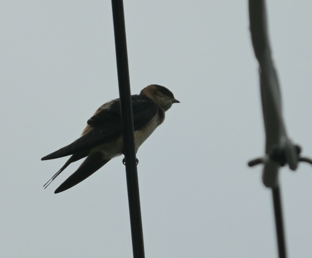 コシアカツバメ