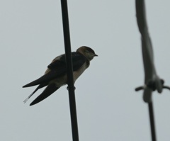 コシアカツバメ