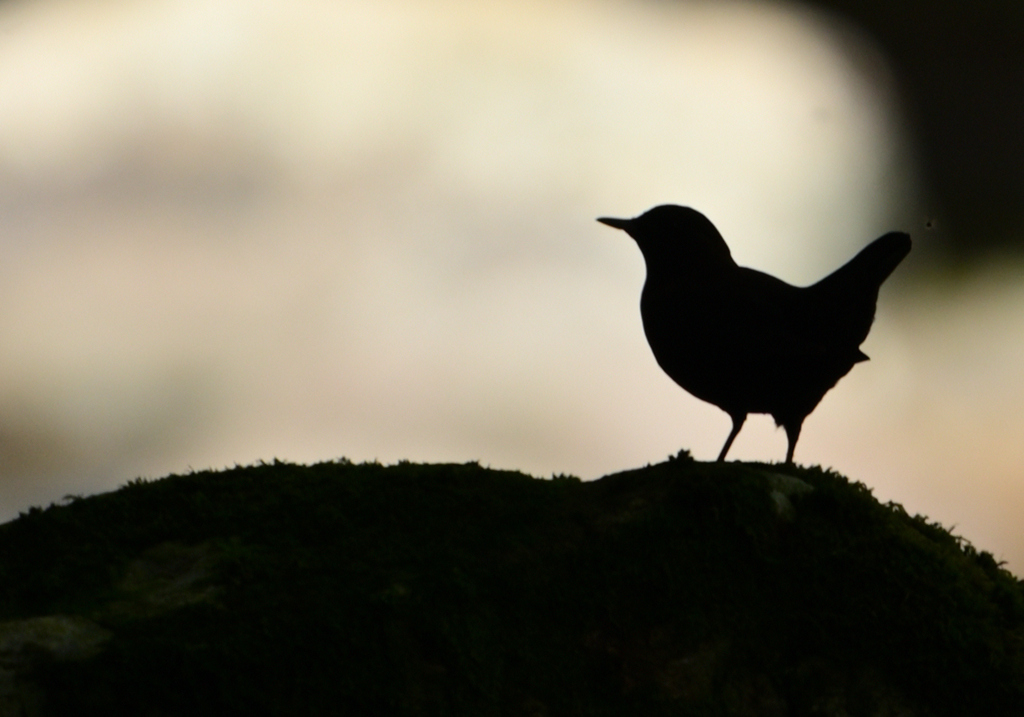 みそっちかなぁ～