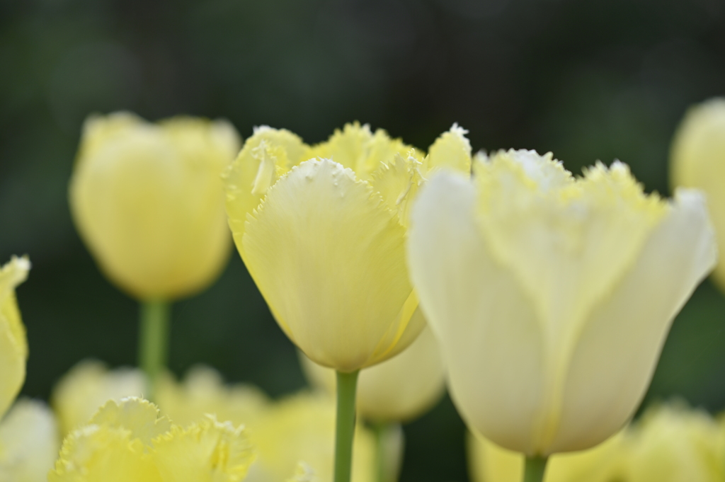 淡い黄色いチューリップ