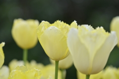淡い黄色いチューリップ