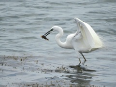 海にいたダイサギ