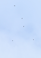 上空を通過するハチクマ