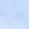 上空を通過するハチクマ