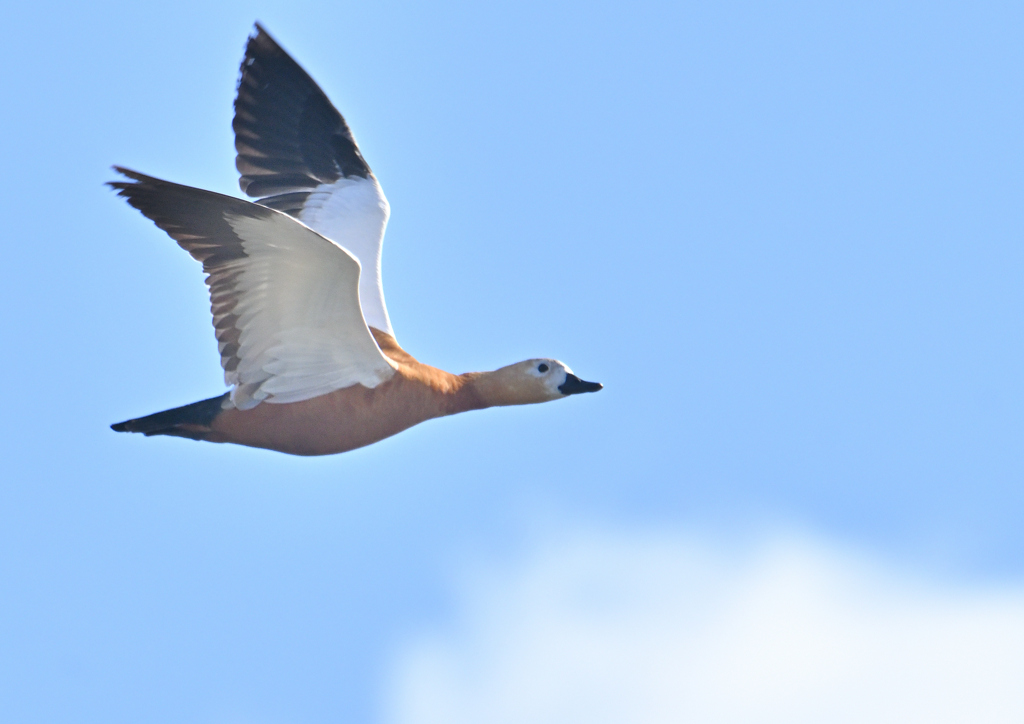 アカツクシガモ