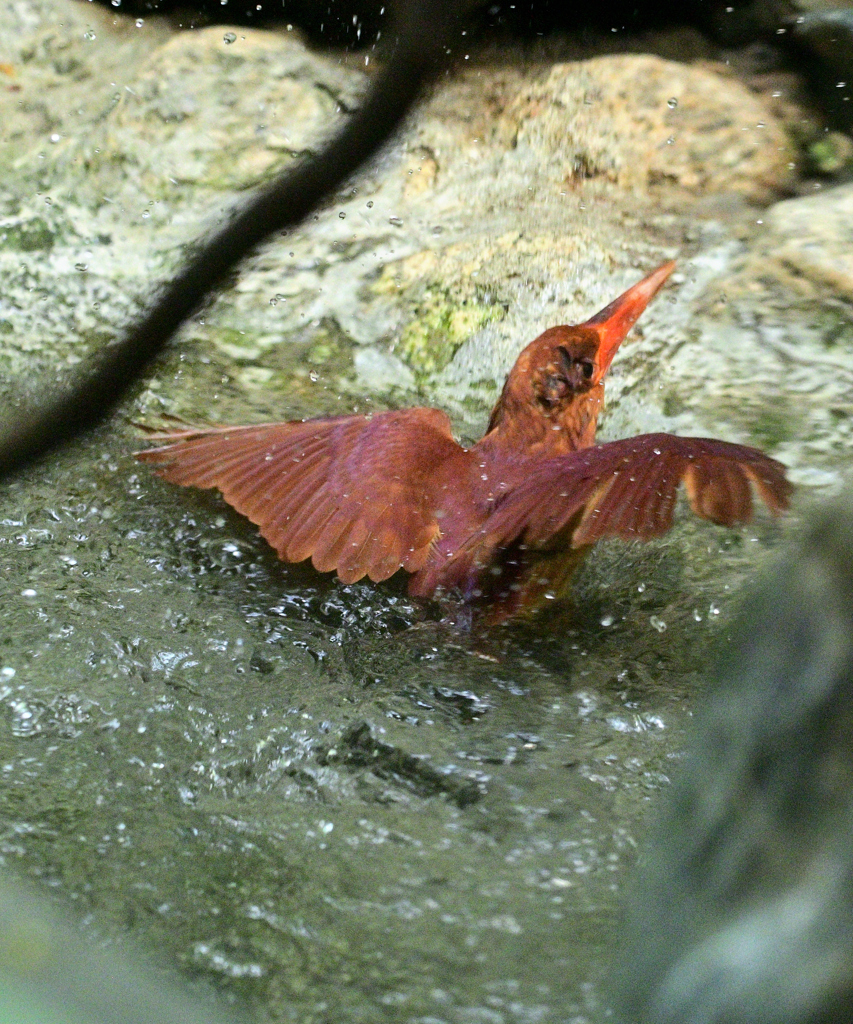 アカショウビン