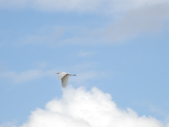 空飛ぶチュウサギ