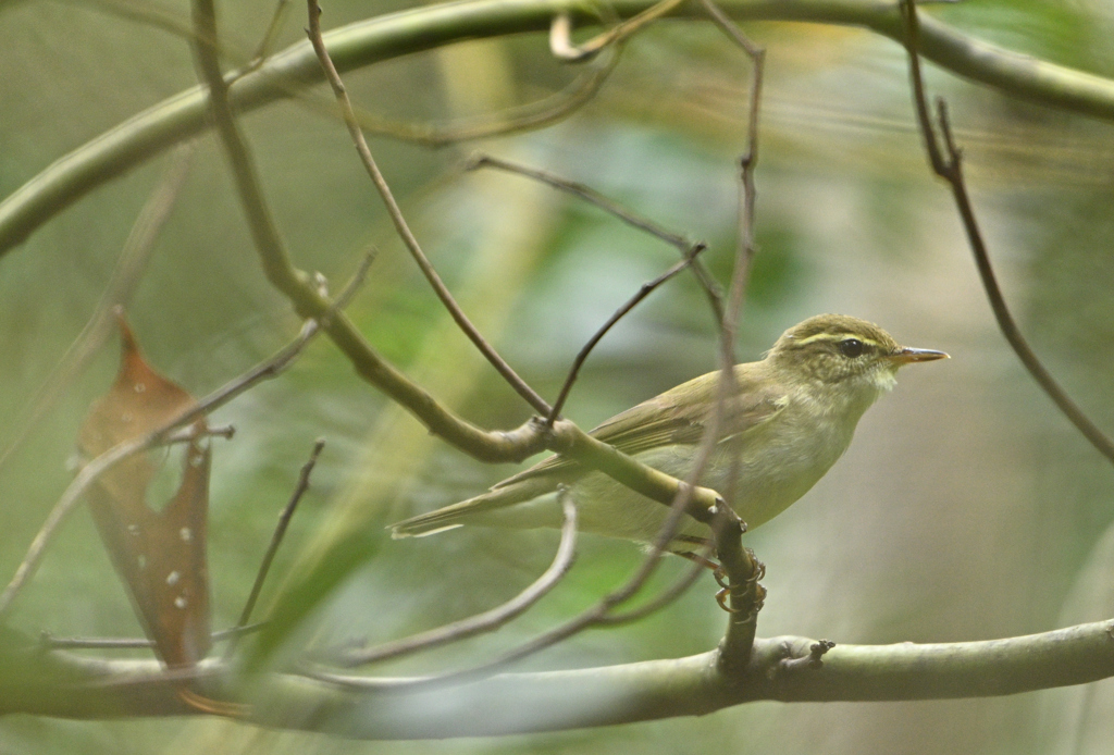 こんなにハッキリ