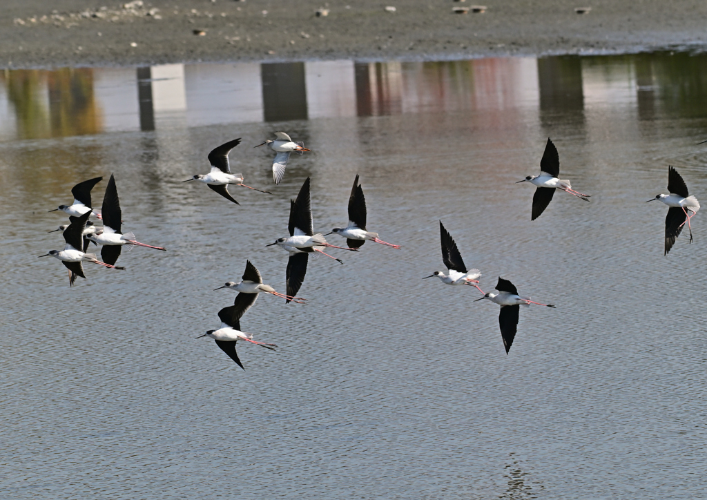 セイタカシギ&ツルシギ