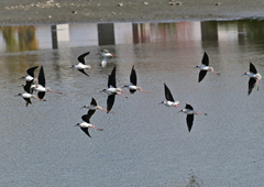 セイタカシギ&ツルシギ