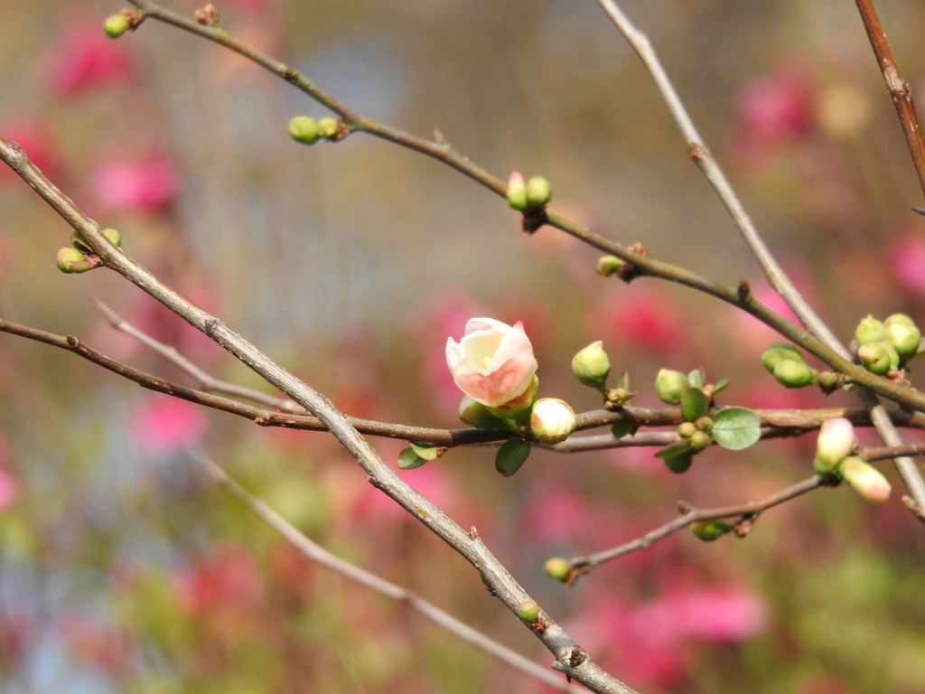 木瓜のはな