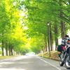 メタセコイア並木と僕の愛車。