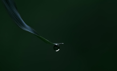 朝露