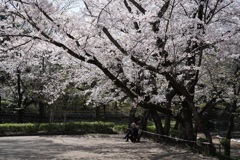 また今年も桜の下で