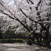 また今年も桜の下で