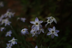 桜の足元