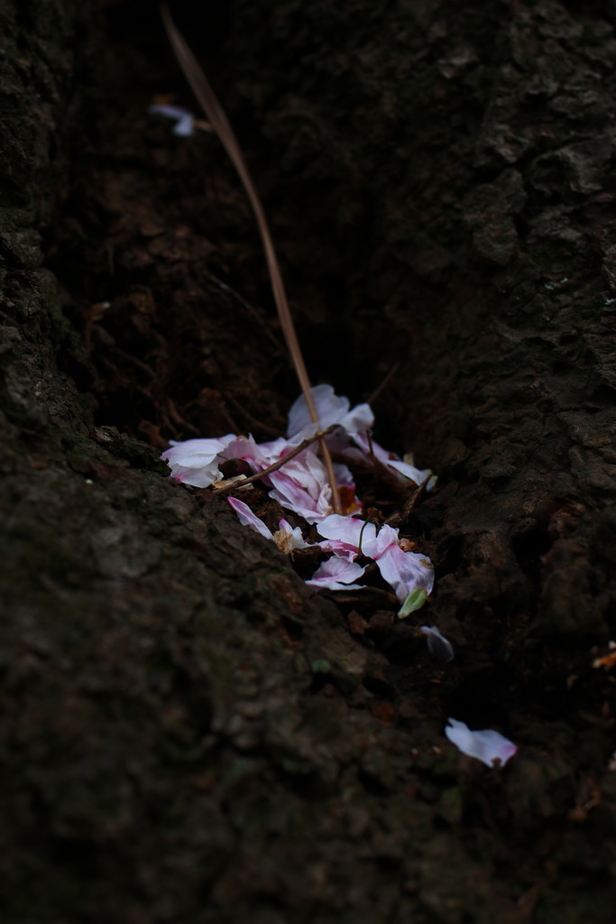 春の始まりと桜の終わり