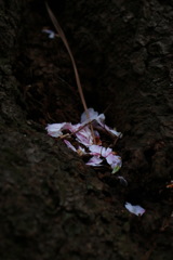 春の始まりと桜の終わり