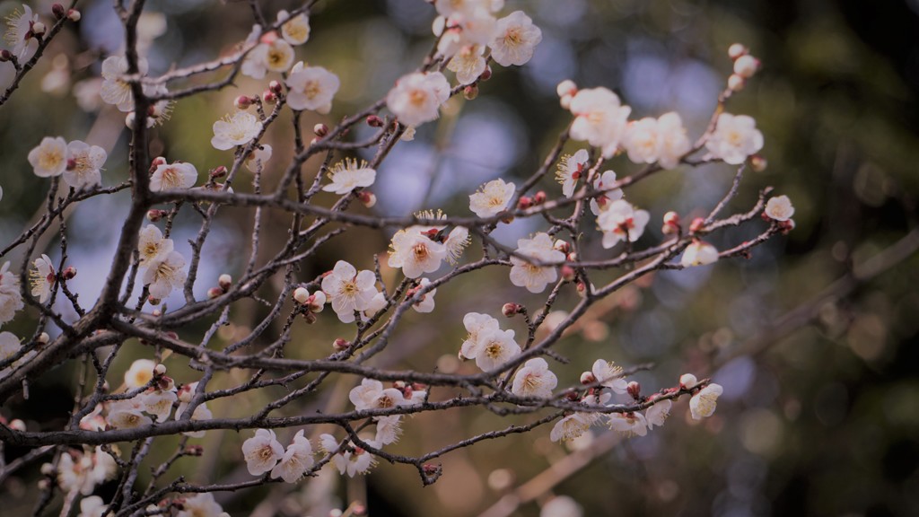 梅の花見つけた