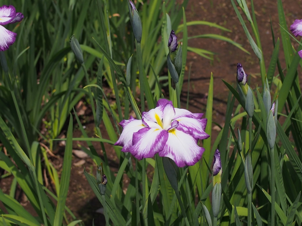 菖蒲
