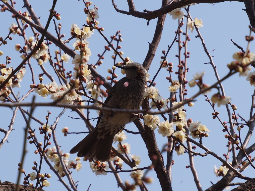 ヒヨドリの花見
