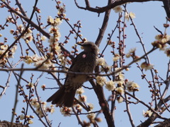 ヒヨドリの花見