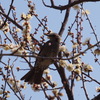 ヒヨドリの花見