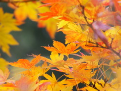紅葉