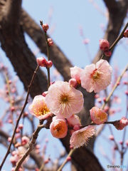 梅