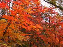 紅葉
