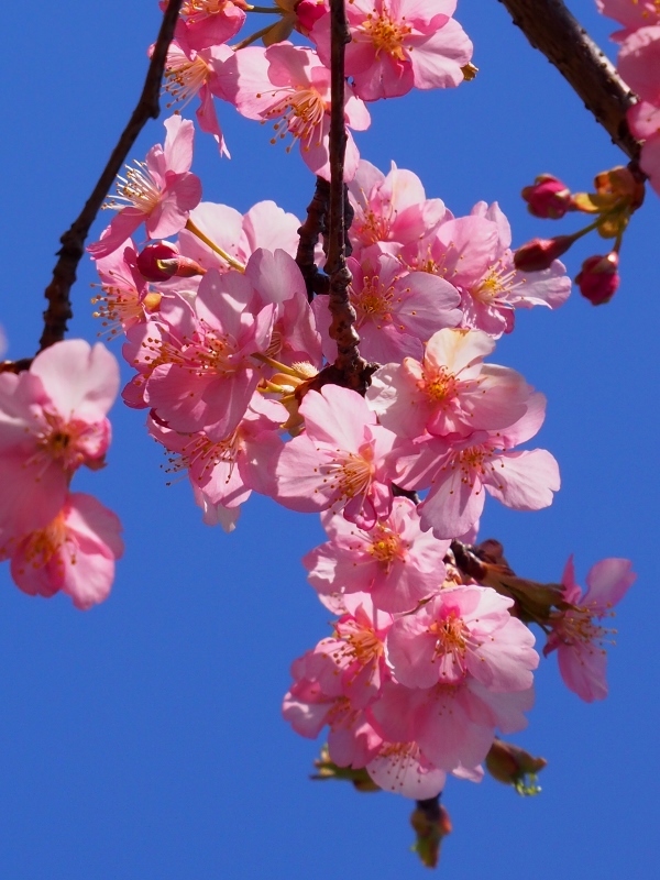 河津桜