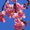 河津桜