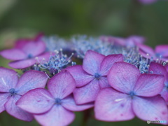 紫陽花