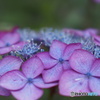 紫陽花