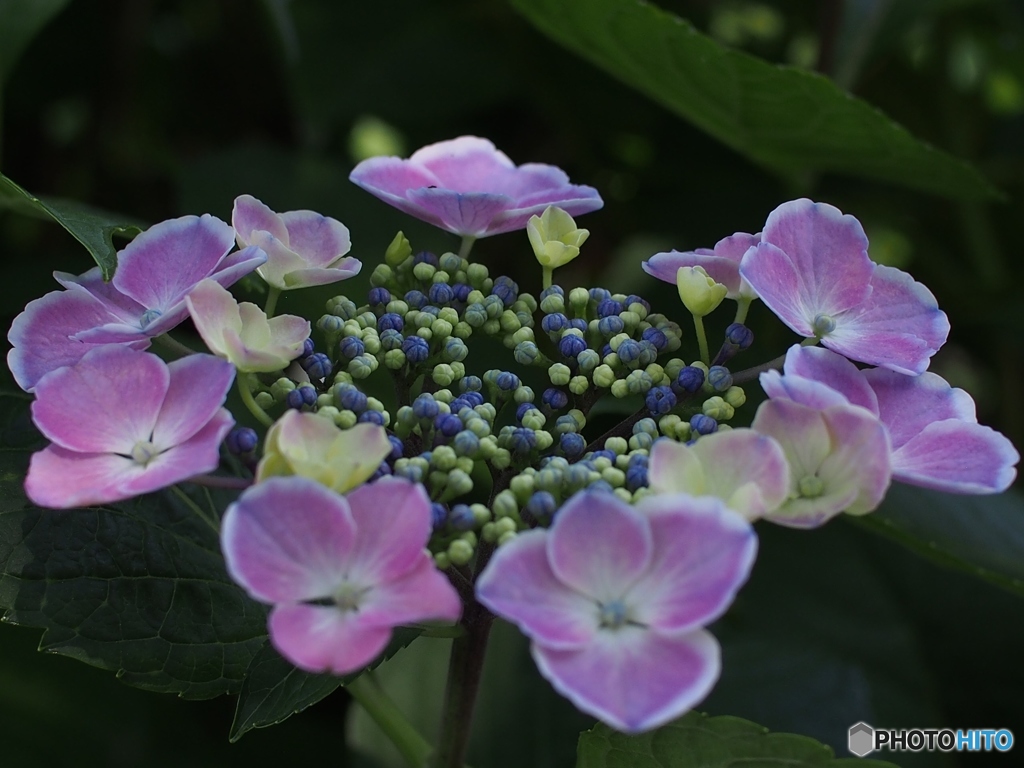 紫陽花
