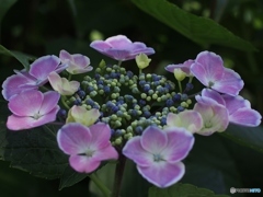 紫陽花