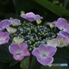 紫陽花