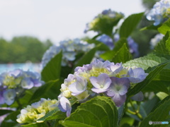 紫陽花