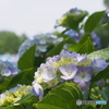 紫陽花