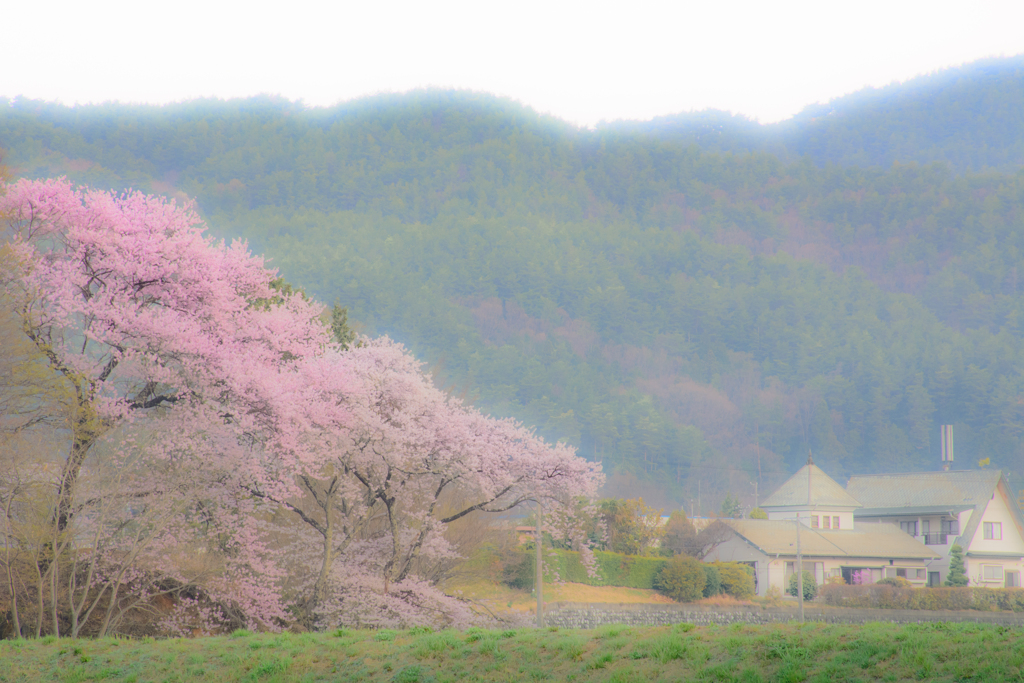 春への憧憬