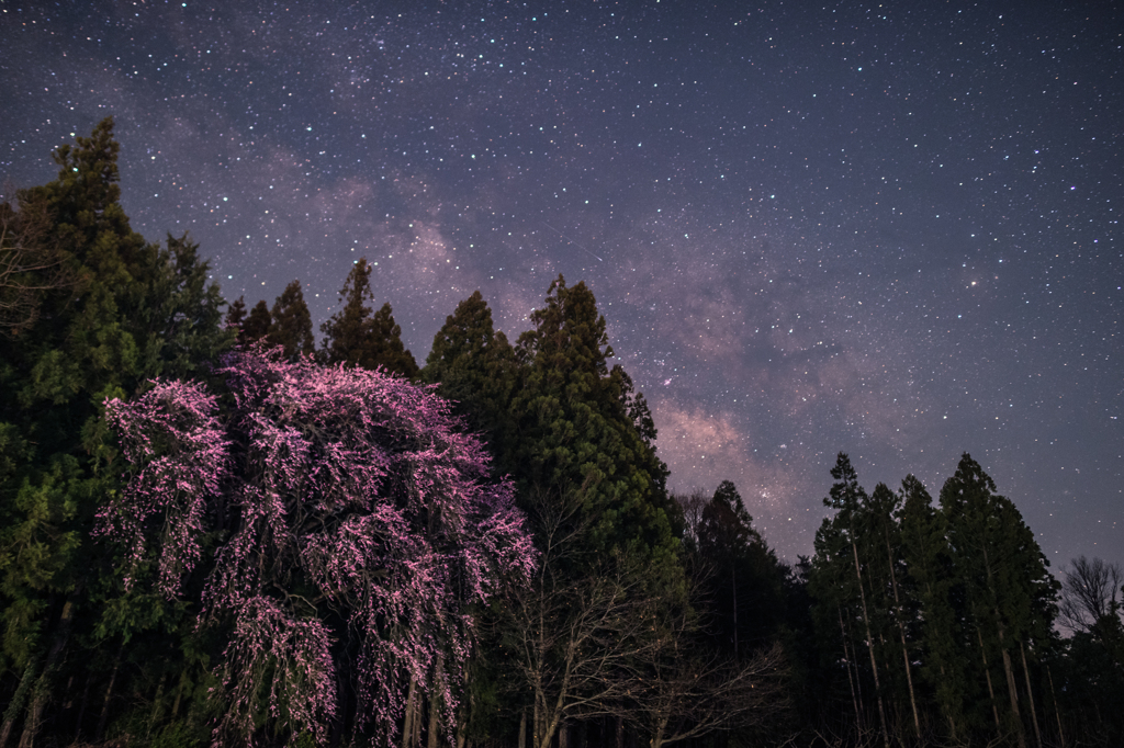 春の夜の夢-2