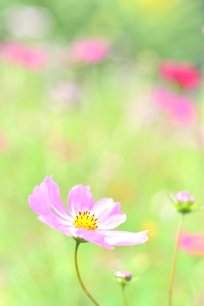 美白効果
