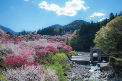 花桃の里