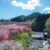 花桃の里