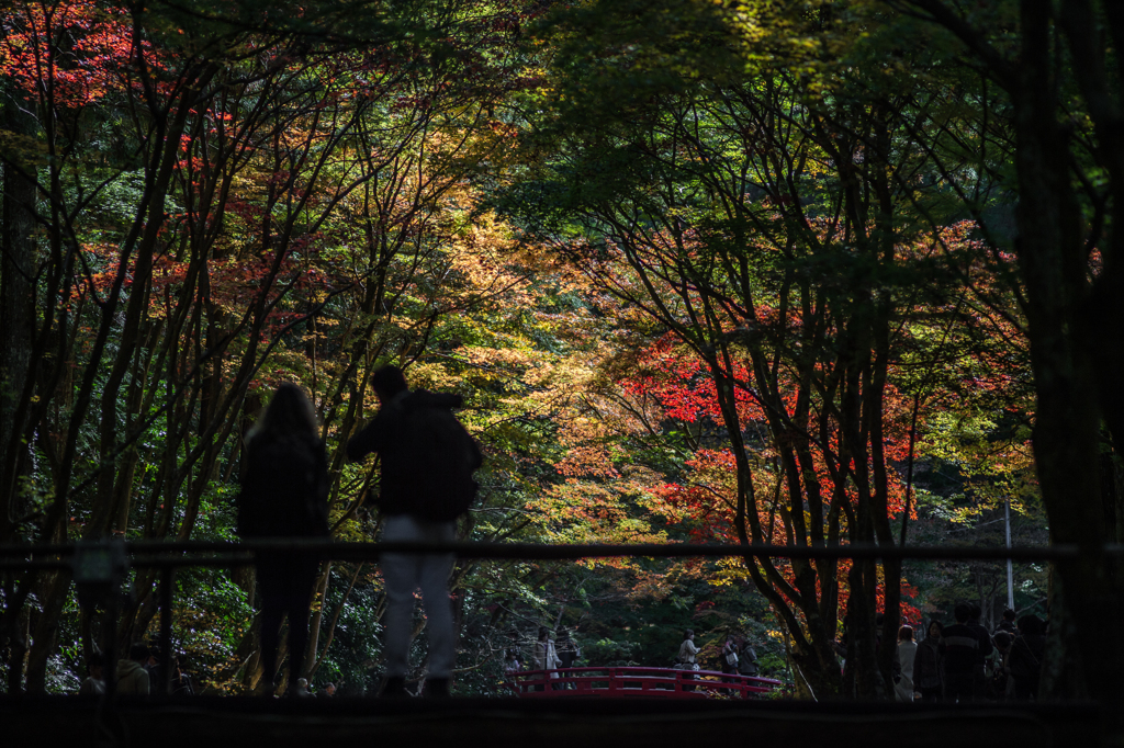 光芒なくてもいっか