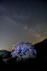 天つなぐ桜
